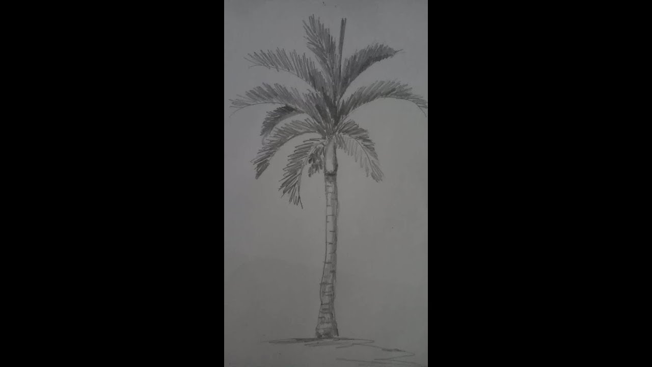 Simple Areca Tree Illustration - Youtube
