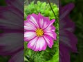 A flower puzzel for fun! #natureconnection