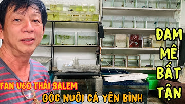 Góc nuôi Cá betta vs guppy của Fan U60 Thái Salem vê lốc