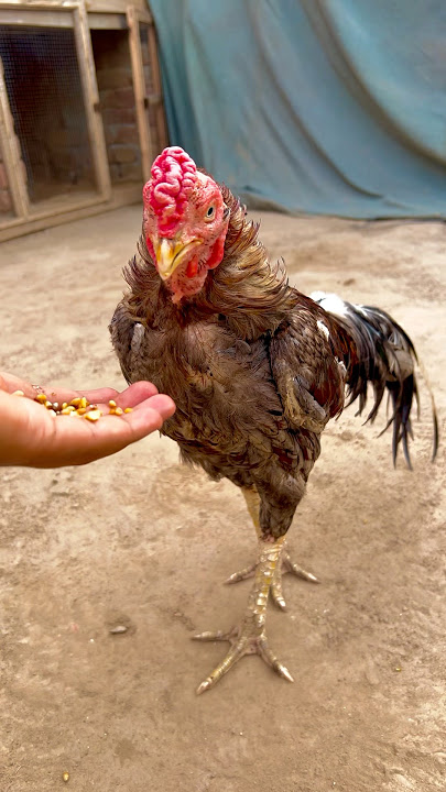 Subscribe #viralvideo #youtubeshorts #chicken #birds #aseelmurga #rooster