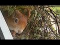 Squirrel's Drey / Eichhörnchen Kobel LIVE