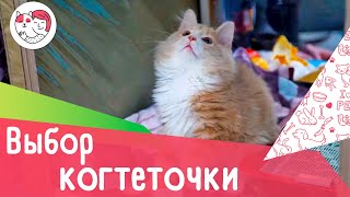 4 совета при выборе когтеточки by iLike Pet 880 views 2 years ago 3 minutes, 1 second