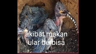 lihat  akibat indukan burung ini memberi makan anaknya dengan ular berbisa