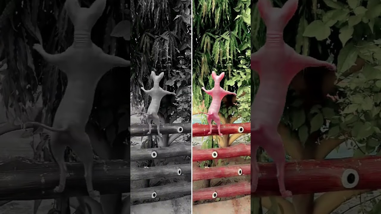 sphynx cat dance 🤓🤠📸🤓🤠 #shortsfeed#supercat #shorts #ytshorts #youtube #new #cat #dance #funny#reels