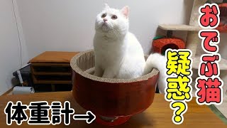 ふわふわ猫 おでぶ疑惑を払拭なるか？10ヶ月目のにゃんたい測定！