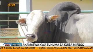 Mwizi wa mifugo akamatwa na ng'ombe wa mamilioni Mbeya