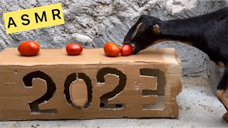 Goat eating tomato A S M R | Can goats eat tomatoes?