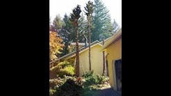 Leo'z Tree Service, Vancouver WA