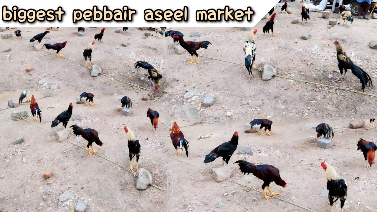 Biggest Pebbair Aseel Murga Market || Kolla Santha
