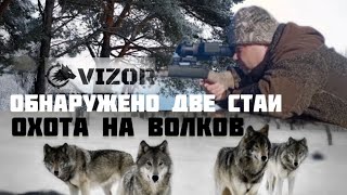 Охота на волков. Обнаружено две стаи.