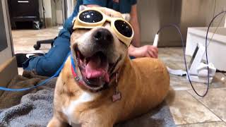 Cold Laser Therapy At Mohnacky Animal Hospitals