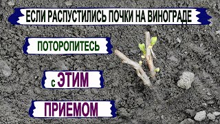 🍇 Без ЭТОЙ ПЕРВОЙ ЗЕЛЕНОЙ операции на винограде вырастают СЛАБЫЕ и ЗАПУЩЕННЫЕ кусты. Нормировка.