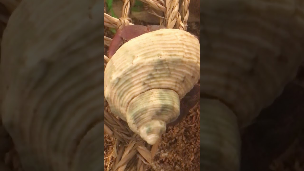 Hermit crabs climbing