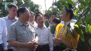 Thủ Tướng Phạm Minh Chính Thăm Mô Hình Trồng Xoài, Trung Tâm Chế Biến Rau Quả ở Sơn La | Báo DV