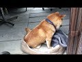寝床をうまく作れなくて落ち込む柴犬 Shibe is feel down because he can not make his bed well.