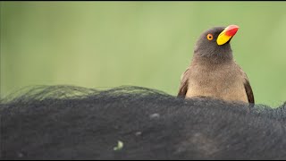 Oxpecker Nature's Bug Remover