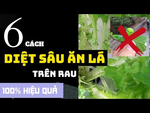 Video 6 CÁCH DIỆT SÂU ĂN LÁ TRÊN RAU HIỆU QUẢ - SÂU ĂN LÀ... - youtube