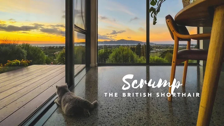 MEET SCRUMP | Our British Shorthair Kitten!