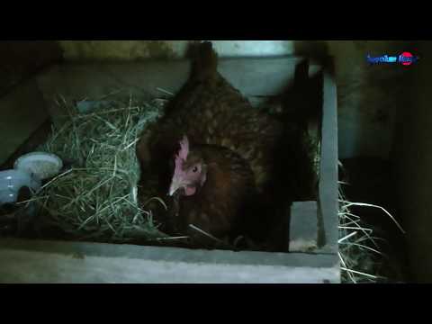 Wideo: Jak Ustalić, Czy Kurczak Jest Gotowy?