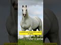 QUARTO DE MILHA: Por que essa raça virou a PAIXÃO NACIONAL? #QuartoDeMilha #PaixãoNacional #Cavalos