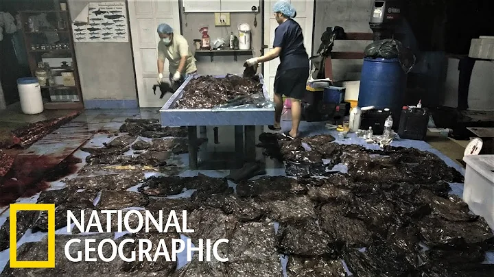 心痛！鯨魚誤食80個塑膠袋，命喪泰國南部《國家地理》雜誌 - 天天要聞