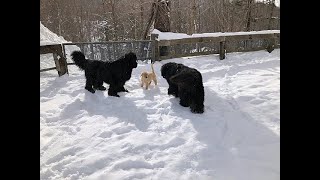 Newfoundland Dogs Playing With A 3-Month-Old Den Puppy In The Snow