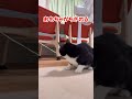 全然離さない猫 #猫 #cat #三毛猫 #ねこ #猫好きさんと繋がりたい #子ネコ #ねこチャックの日常 #猫のいる暮らし