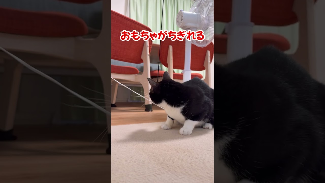 全然離さない猫 #猫 #cat #三毛猫 #ねこ #猫好きさんと繋がりたい #子ネコ #ねこチャックの日常 #猫のいる暮らし