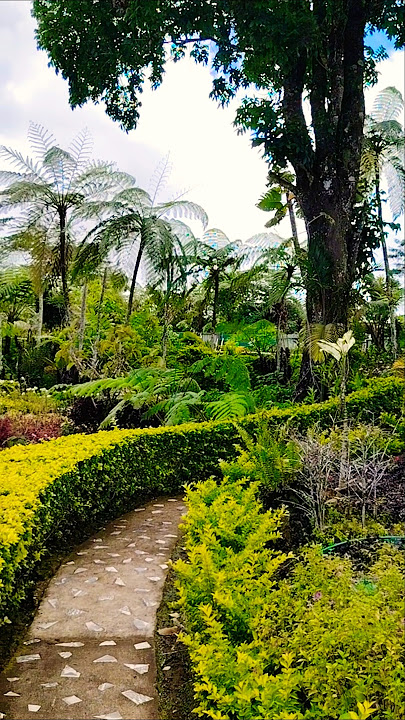 #shortvideo#plants