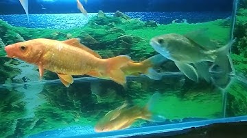 cá diếc đột biến .ai iu 0834251129