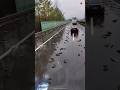 Fish Falling from the Sky! You Won’t Believe Why! #facts #ytshorts #trending