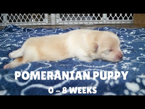Puppy Transformation | Pomeranian Baby Growing from 0-8 Weeks