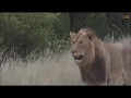 Safari Live  Avcoa Male Lions on drive this morning March 22, 2018