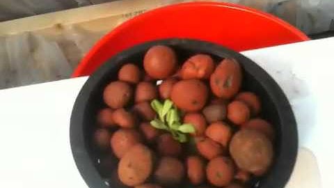 PVC Greenhouse and Hydroponics Pt. 3