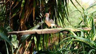 Birds of Many Colours : Video for People and Cats to Watch