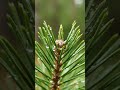 #pineneedles #raindropsasmr #forestdetail #microdetails #soundofrain #naturalfocus #slowdownmoment