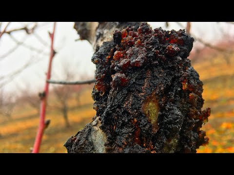 Видео: Корневая гниль персика: как бороться с армиллярной гнилью персикового дерева