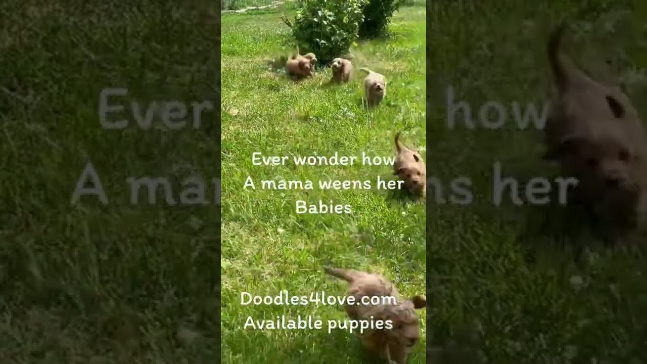 "Top 5 Reasons Mini Goldendoodles Make the Perfect Family Pet"