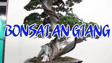 Cây Bonsai Lộc Vừng Trồng Và Chăm Sóc Dễ Ợt Nhờ Có Kỹ Thuật Này | Business Bonsai