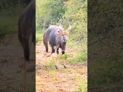          الغزال يقف مع أسد خلفه        