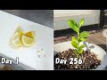 スーパーのレモンを種から育てる / How to grow lemon from store bought lemon