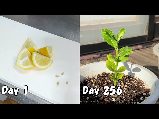 スーパーのレモンを種から育てる How To Grow Lemon From Store Bought Lemon Youtube