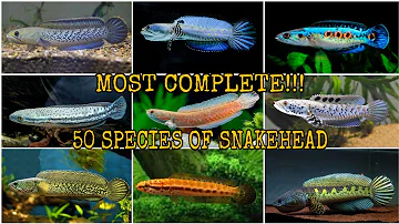 50 SPECIES OF SNAKEHEAD (CHANNA)