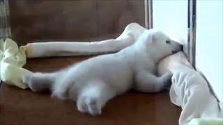 СМЕШНЫЕ МЕДВЕДИ...