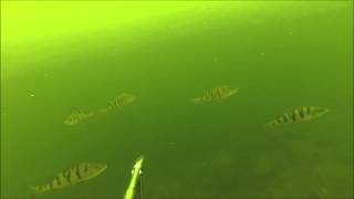 Подводная охота на Красноярском море Лето 2015