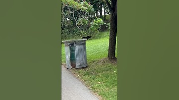 Kid vs scardy squirrel #kids # chasing #squirrel #jump #trees #amazing #reflexes #asmr