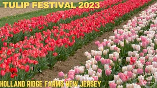 8 Million Tulips 🌷 at Holland Ridge Farm Tulip Festival 2023 | U Pick Tulips | New Jersey  USA