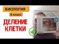 Биология 6 класс | Деление клетки