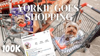 YORKIE PUPPY GOES SHOPPING | Celebrating 100K Followers on Instagram | A Day in the Life of A Yorkie