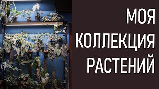 видео: МОЯ КОЛЛЕКЦИЯ РАСТЕНИЙ-2. Антуриумы, много антуриумов! Ну и другие растения картинка: МОЯ КОЛЛЕКЦИЯ РАСТЕНИЙ-2. Антуриумы, много антуриумов! Ну и другие растения